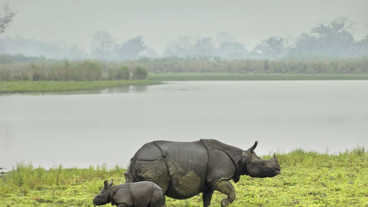 Assam: Rhino, calf killed in Kaziranga national park; horns taken away