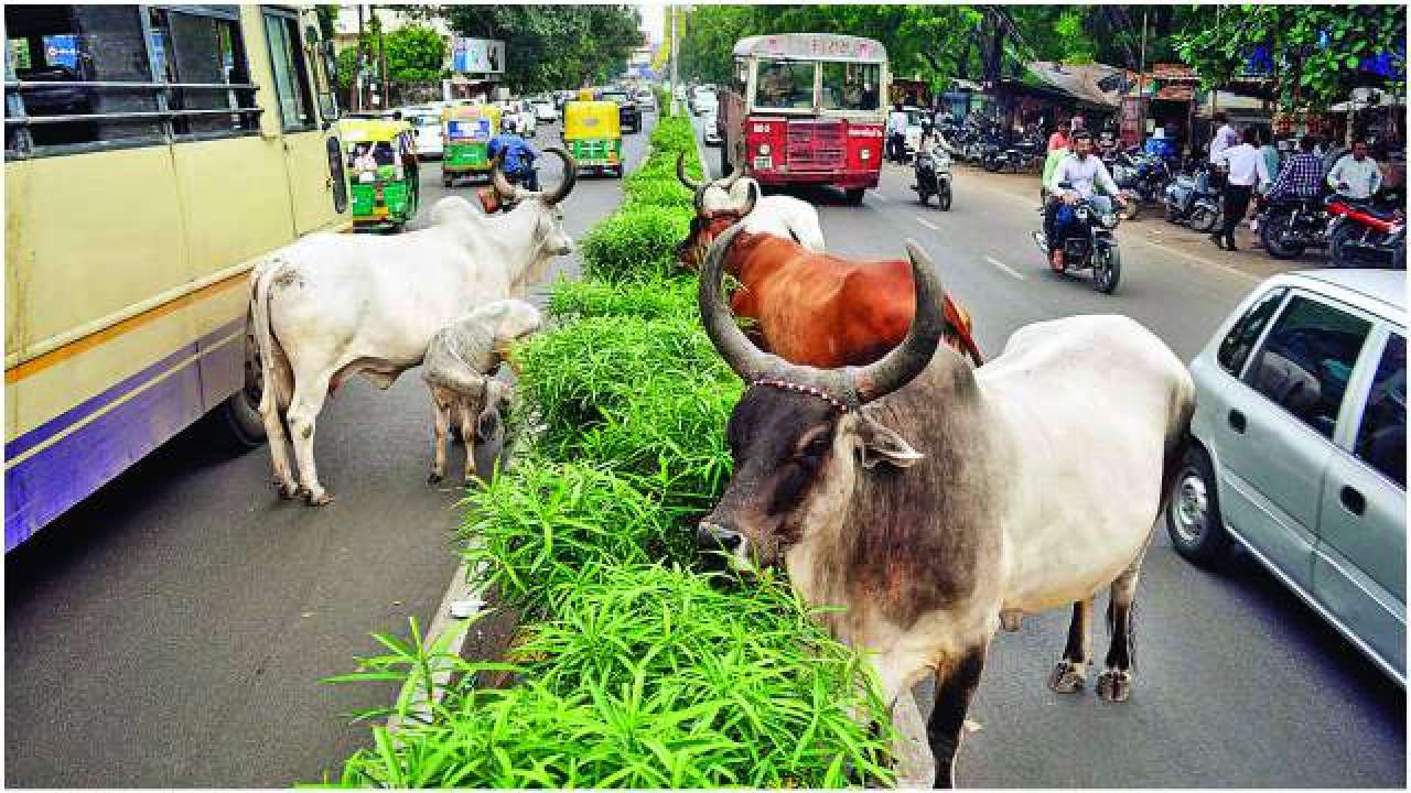 What Is Stray Cattle