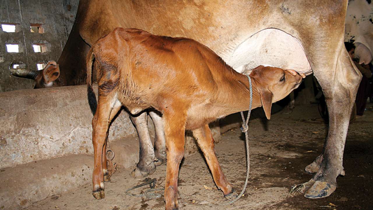 West Bengal govt gifts calves ahead of Panchayat polls