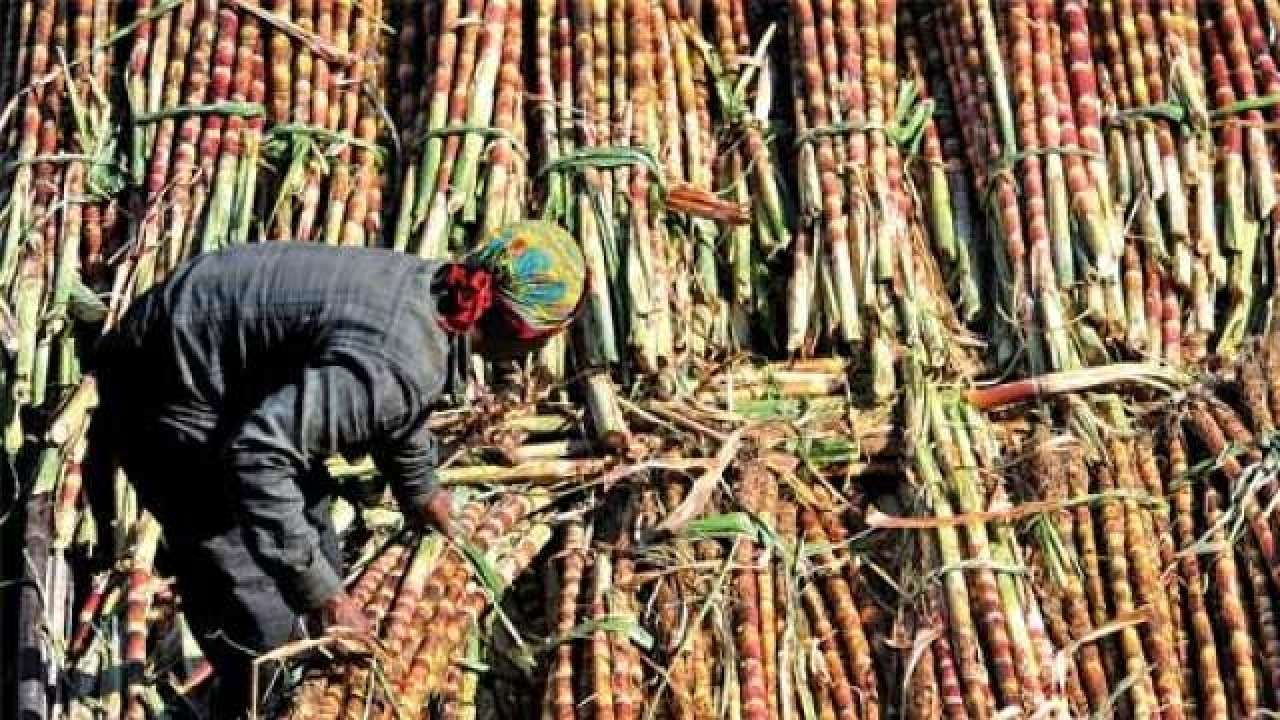 Maharashtra sugarcane farmers’ agitation turn violent as they press