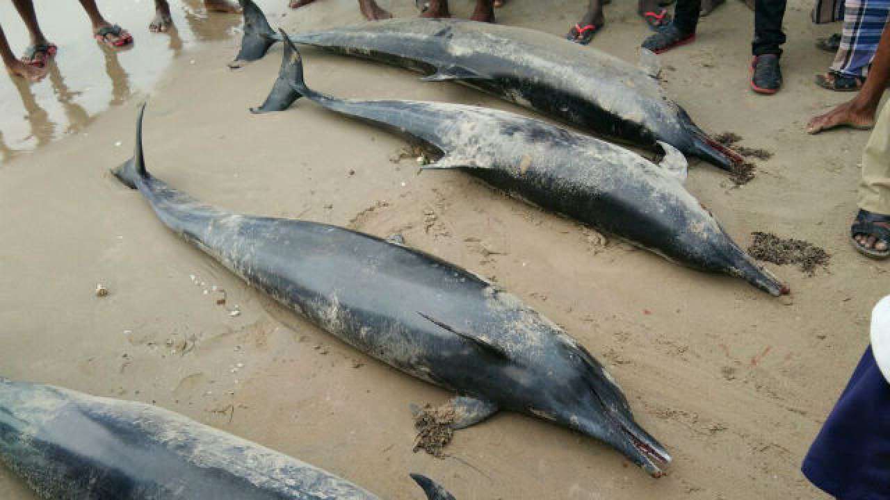 Tamil Nadu dolphins