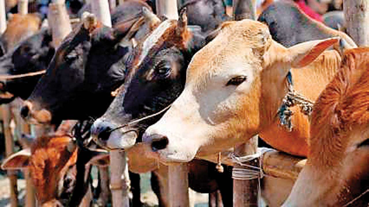 Slaughter cattle essays 06 picture