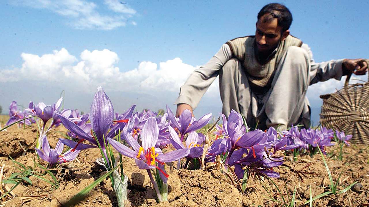 Rs 200 crore loss as saffron production dips sharply