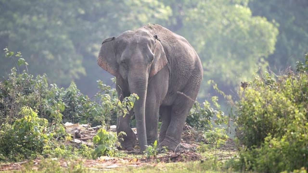 Chhattisgarh: 55-year-old man trampled to death by wild elephant in forest