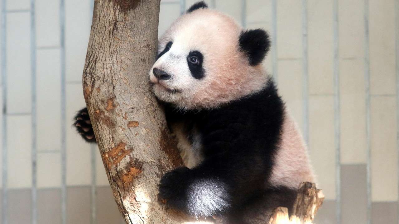 Baby panda  makes press debut at Japan  zoo