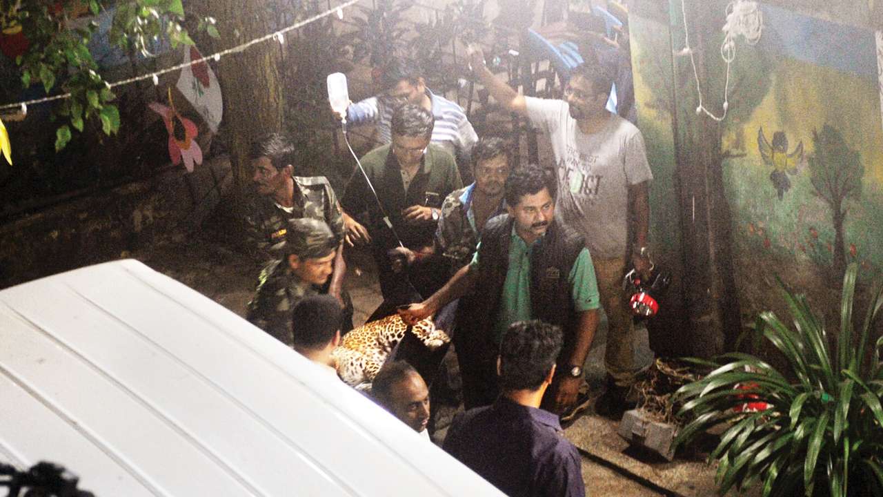 No life insurance for leopard rescuers