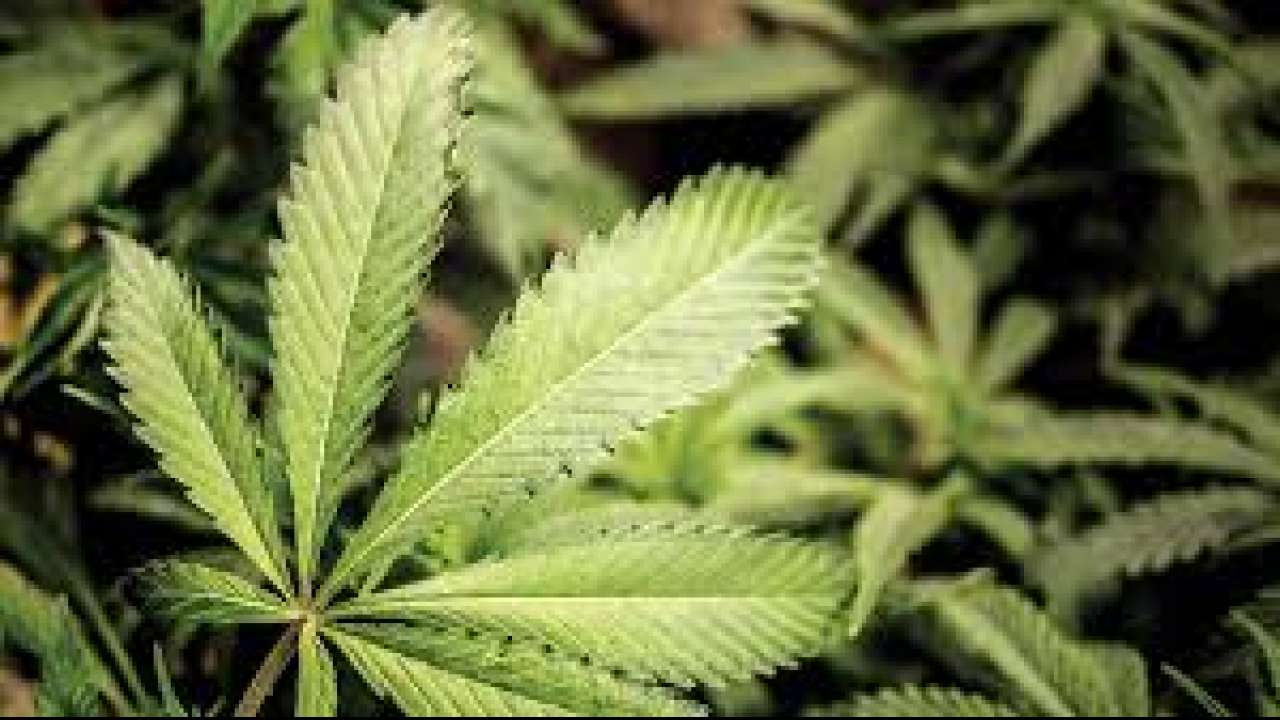Drug dealer held after mistaking police car for taxi