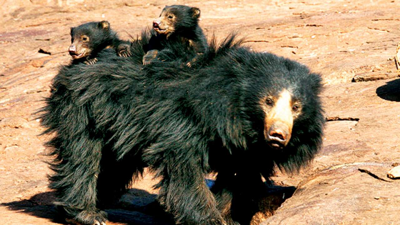 rajasthan-fails-to-safeguard-sloth-bears