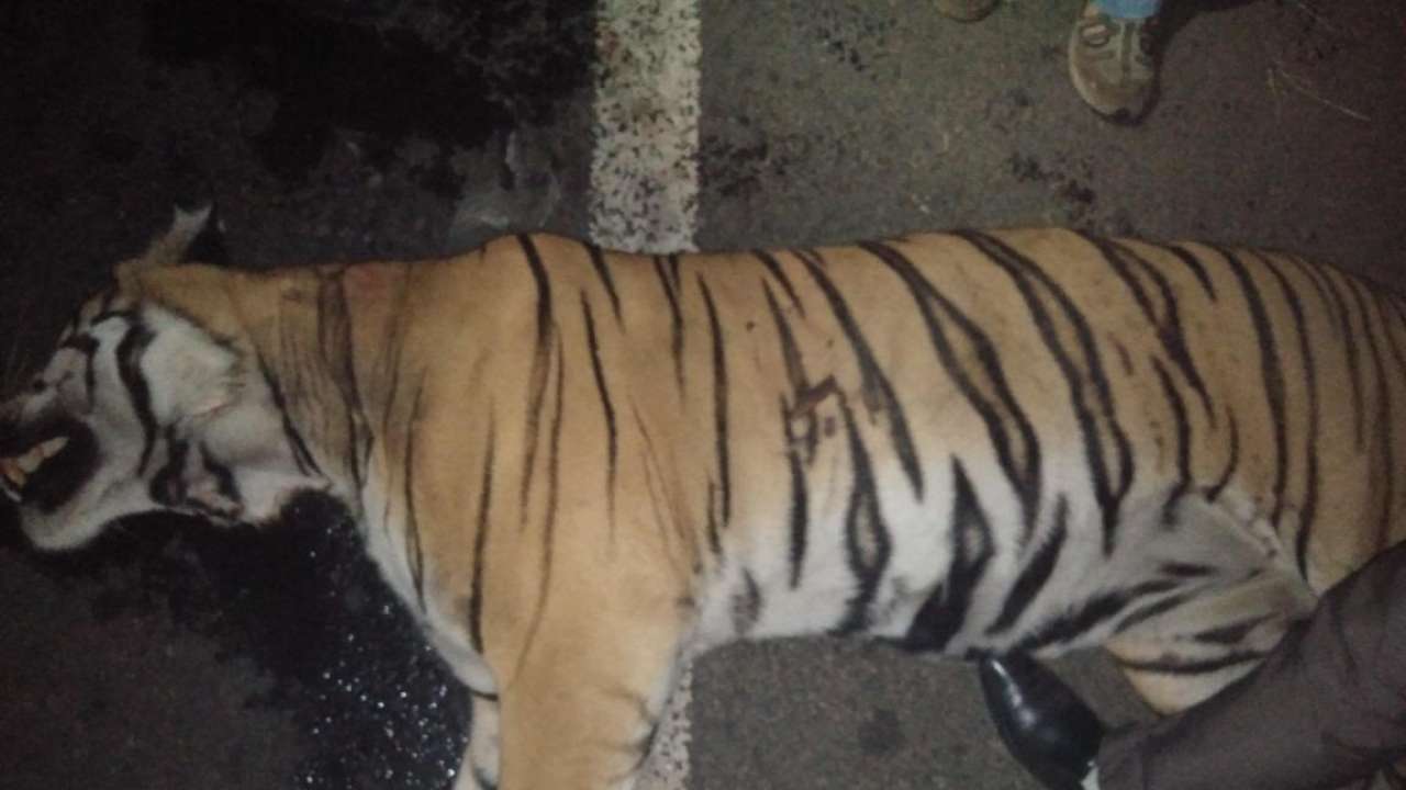 Tiger from Bor tiger reserve killed in road accident