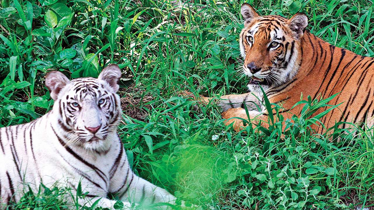 Delhi Zoo helps animals battle winter chills
