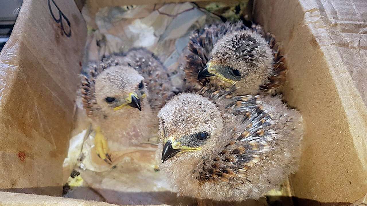 Youth held for trying to sell 3 black kite chicks