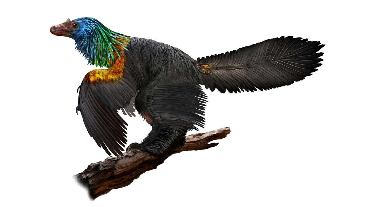 dinosaur bird with feathers