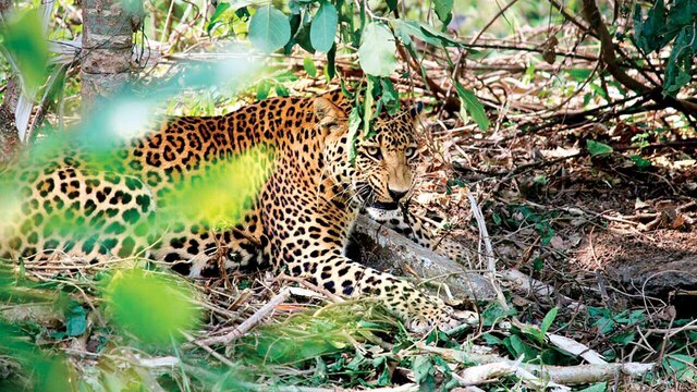 Leopard Capture in Pauri District Raises Alarm Over Wildlife Conservation