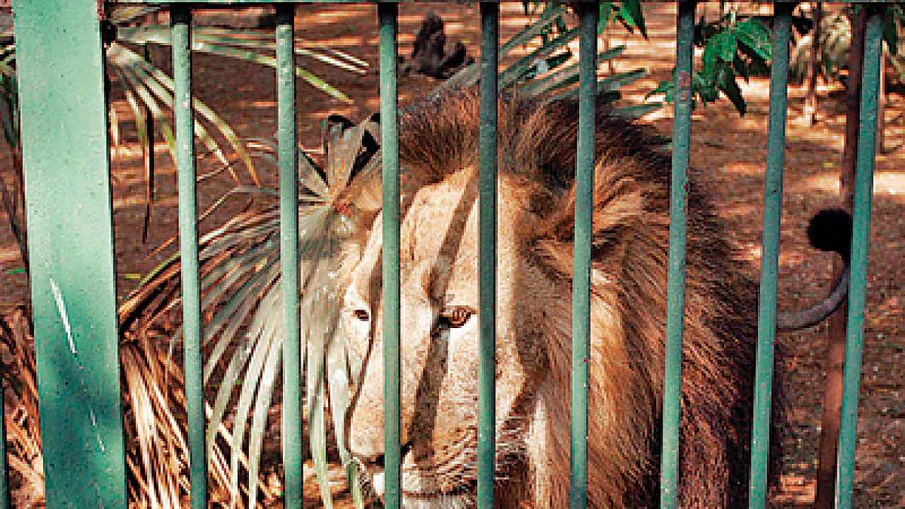 Go-ahead for new enclosures at Byculla zoo