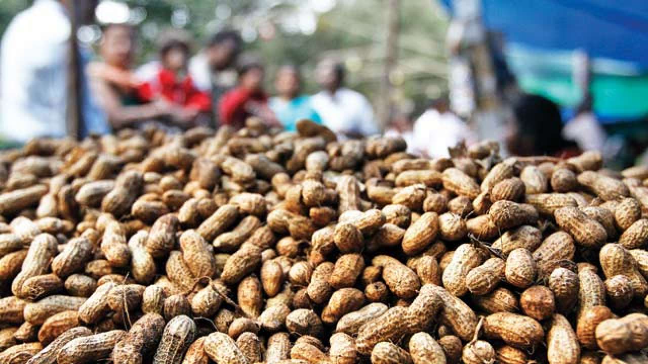 Procurement of groundnut at MSP in Gujarat from November 15