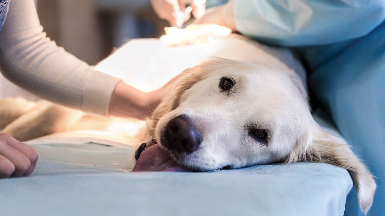 Combating Canine Cancer