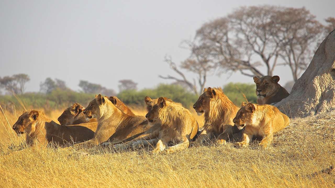 South Africa: Poacher mauled to death and eaten by pack of lions