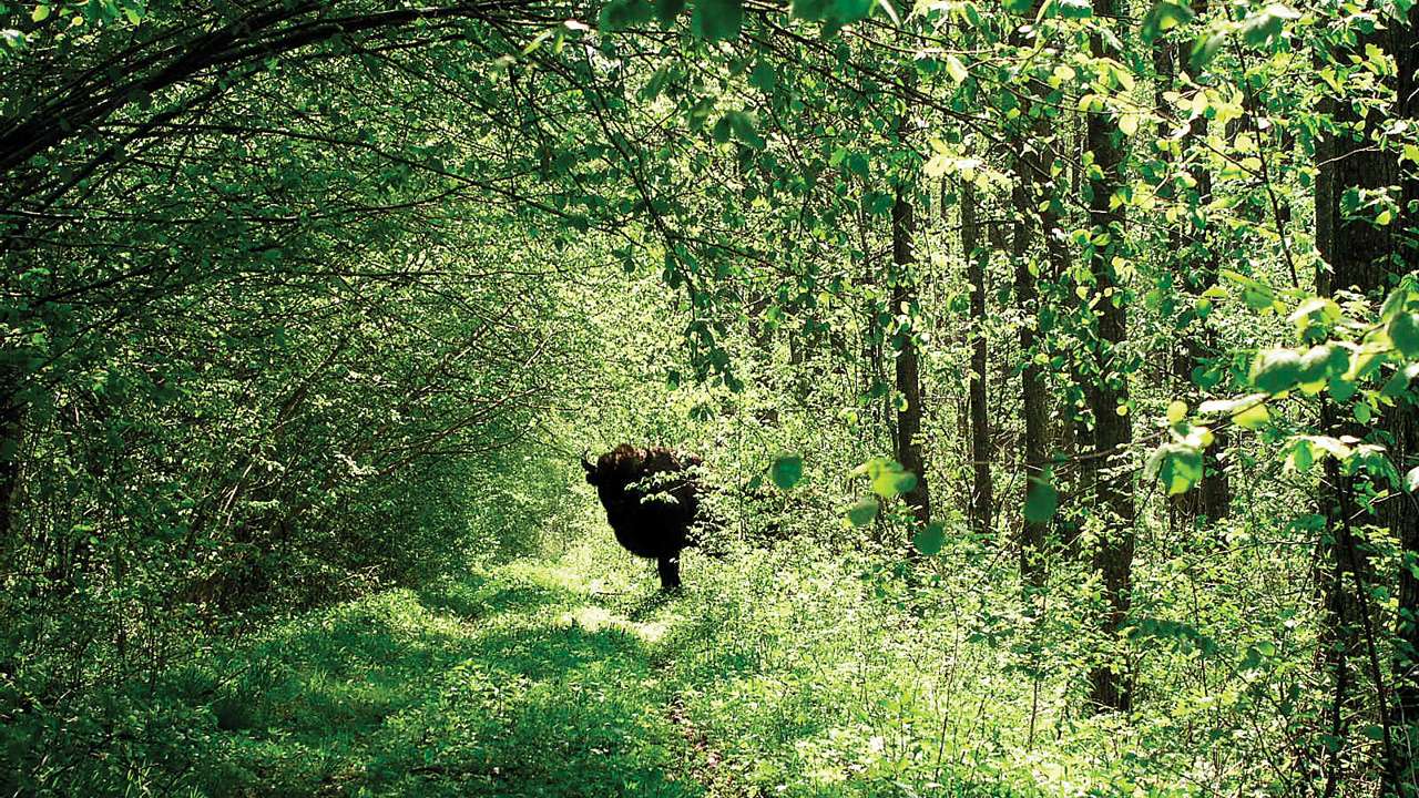 Bialowieza Forest