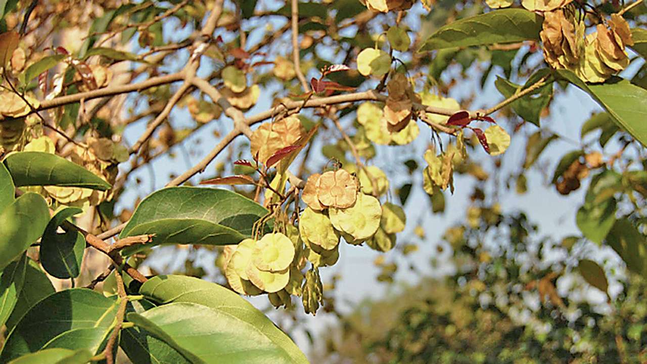 Caution time for asthma & allergy patients