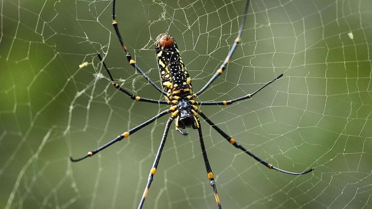 Male spiders gift silk-wrapped food to woo mates