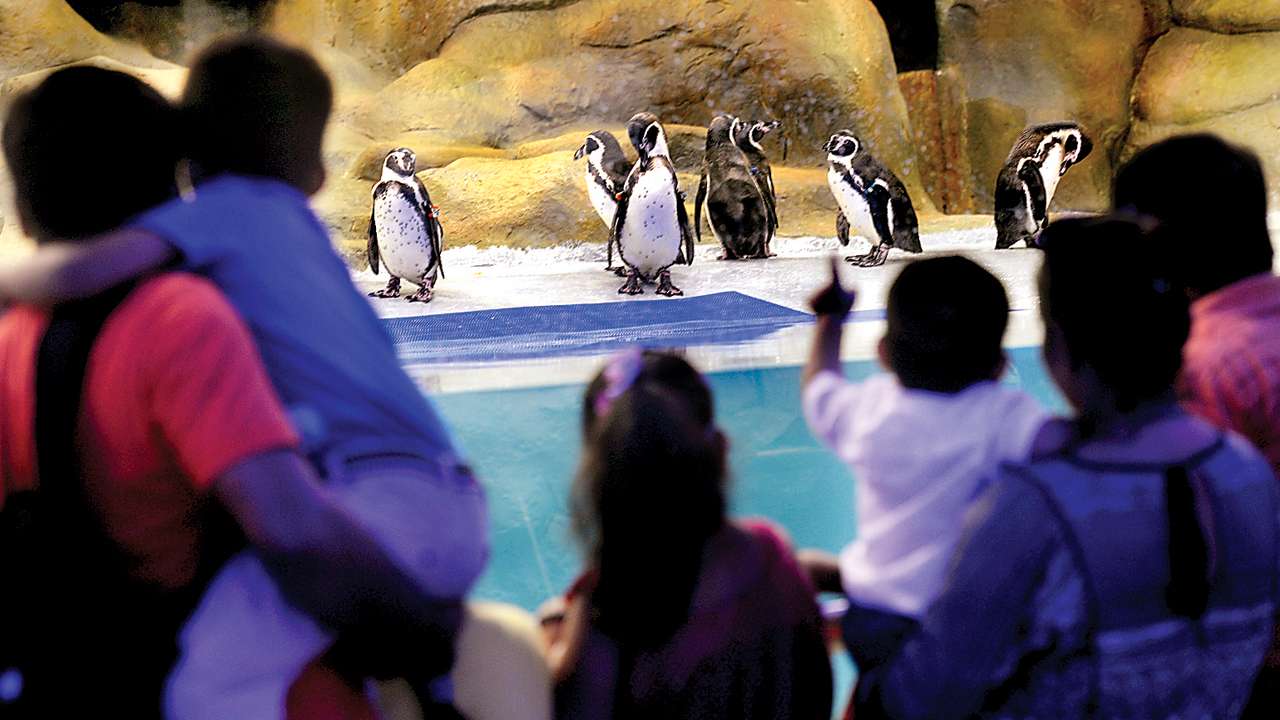Penguins, selfie points are main attractions at Byculla Zoo this year