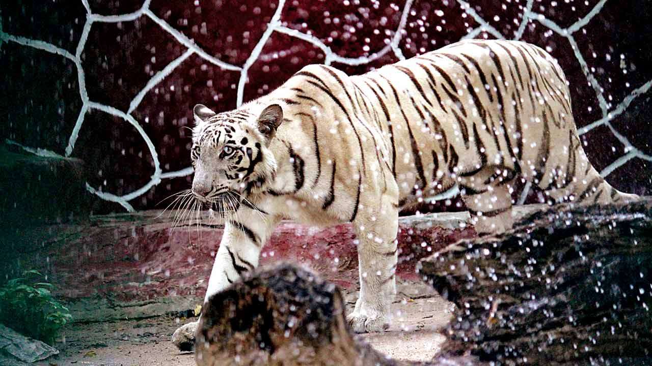 Ahmedabad zoo's white tiger is nameless