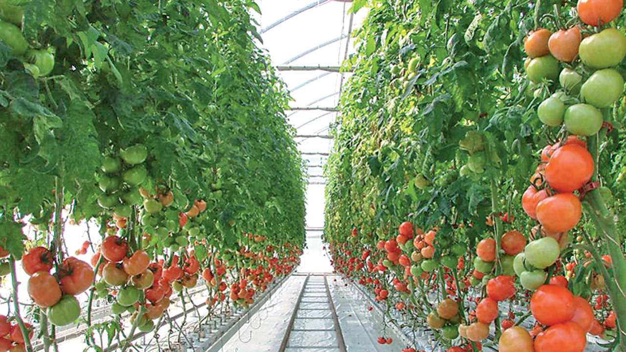 Australian Experts To Help Grow Vegetables Without Soil