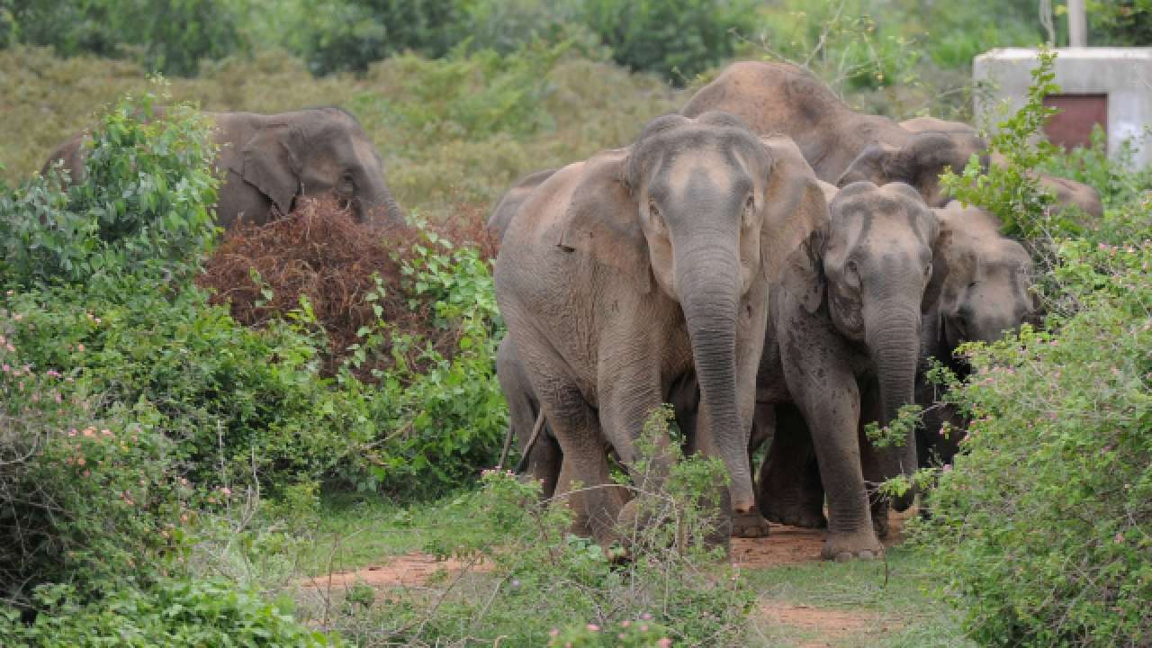 Chhattisgarh: 50-year-old man was trampled to death by a herd of wild