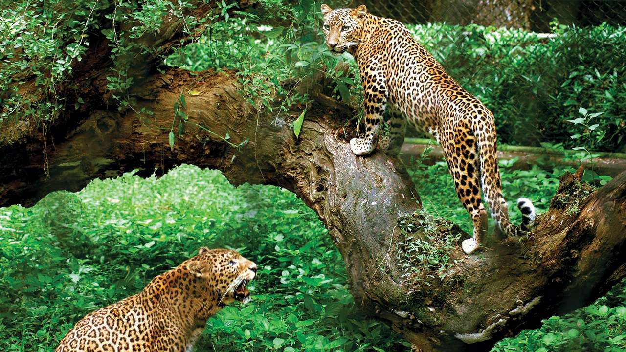 Maharashtra losing leopards faster than its tigers