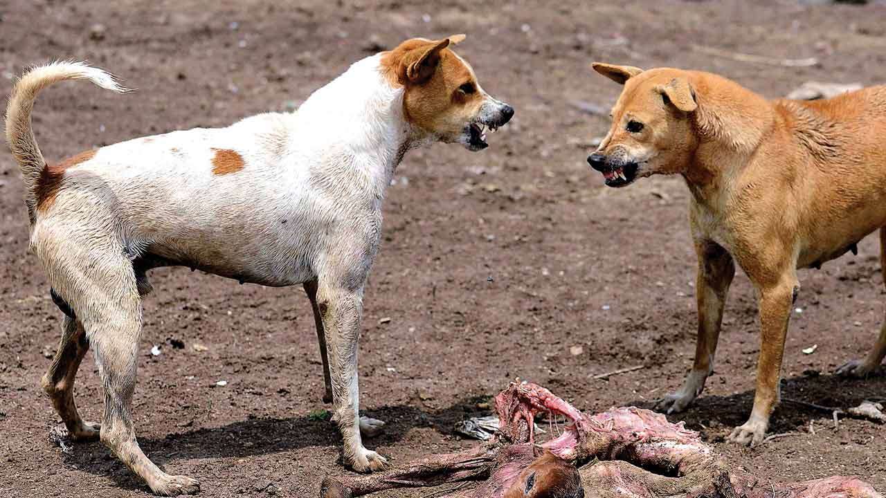 Uttar Pradesh Three children mauled by stray dogs, villagers bludgeon