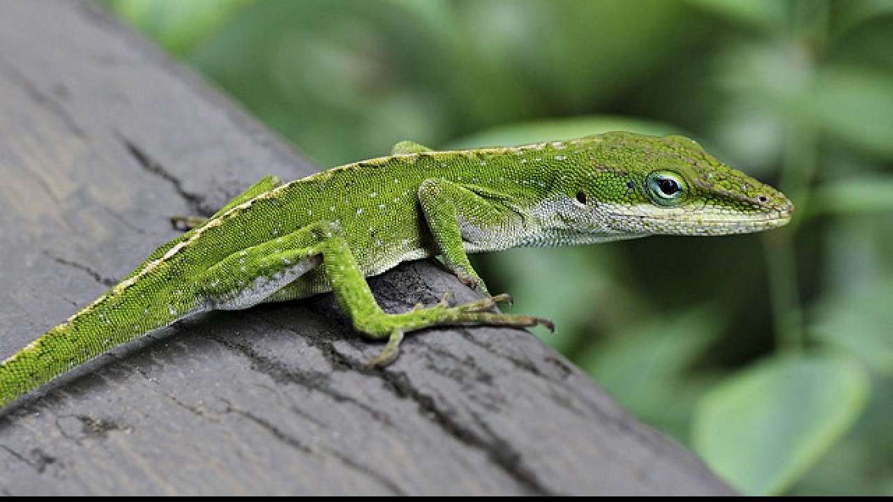 Scientists explore DNA secrets of green-blooded lizards