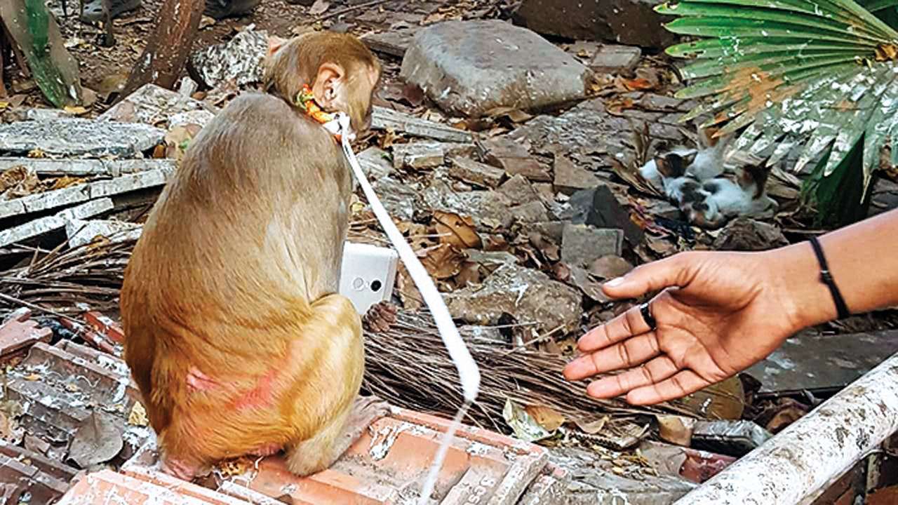 Water quench much: 25 thirsty monkeys fall into well; rescued later Water quench much: 25 thirsty monkeys fall into well; rescued later