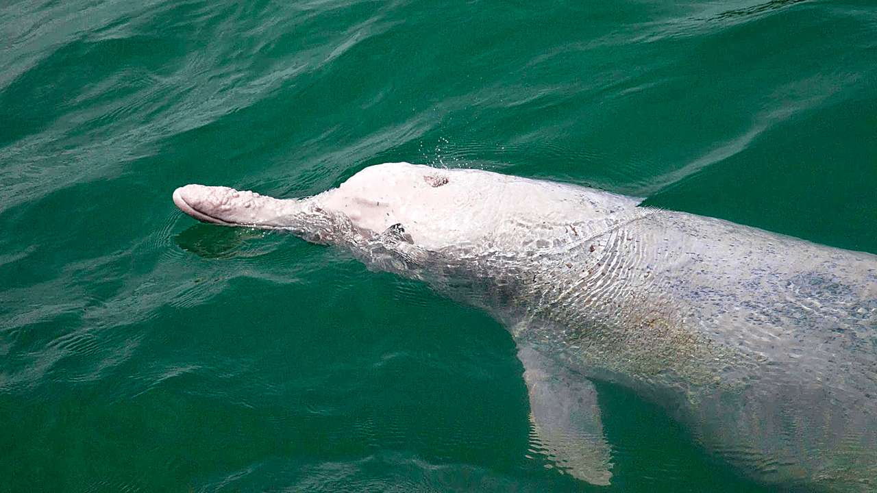 Dolphins in Khanom for Virgos