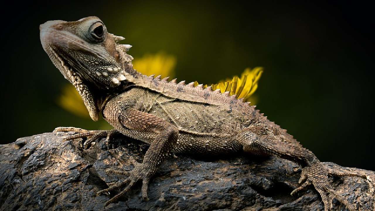 Scientists discover the world’s oldest lizard fossil
