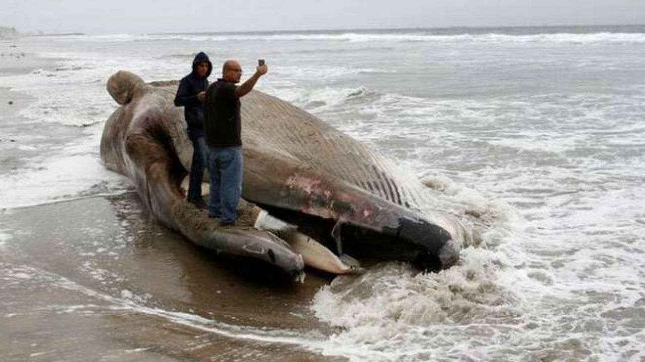 Thailand: Whale dies in after swallowing 80 plastic bags