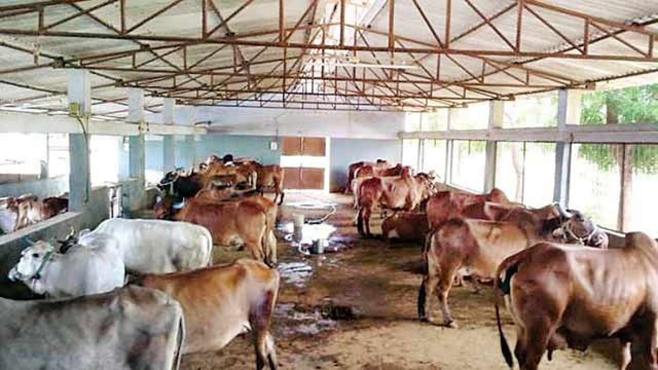 owner of dairy farm attacked, cattle stolen in noida