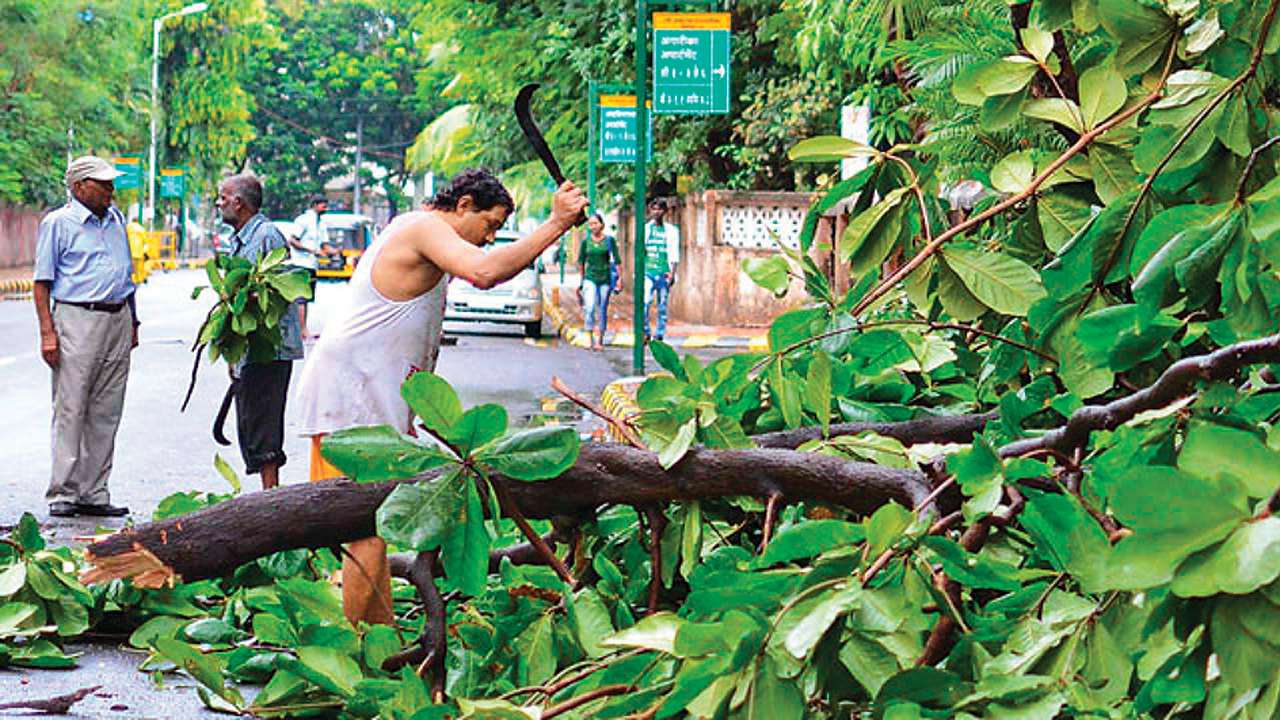 tree-authority-to-reduce-indiscriminate-trimming-after-bombay-high