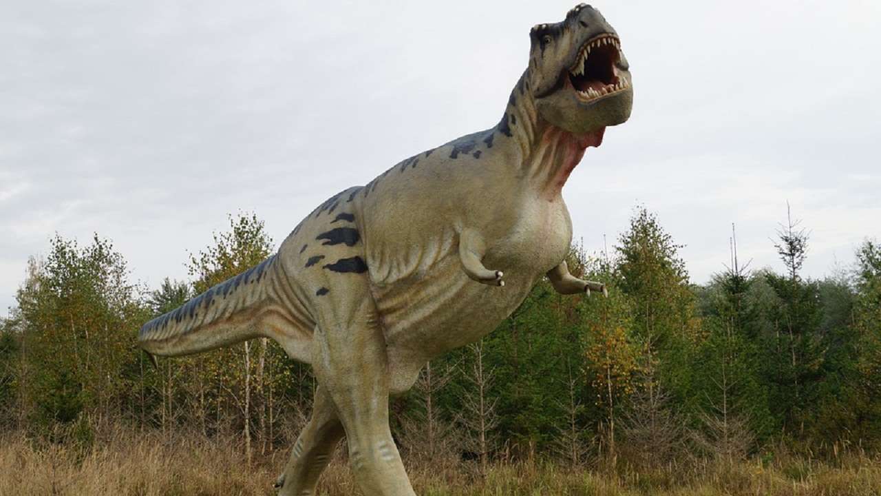 T. Rex Couldn't Stick Out Its Tongue, New Research Shows, Jackson School  of Geosciences