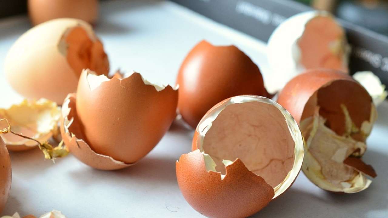 IIT scientists use eggshell membrane to generate electricity: Here's how