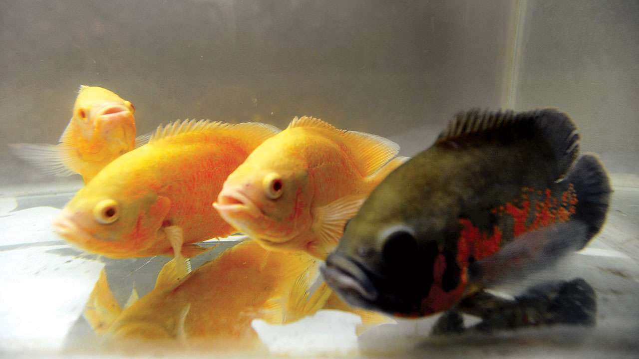 taking care of fish
