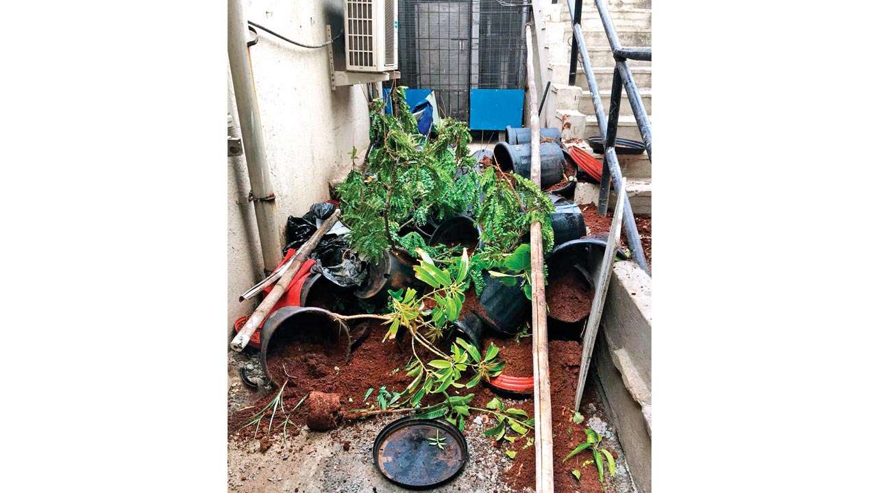Plaint against four for throwing plants in Thane