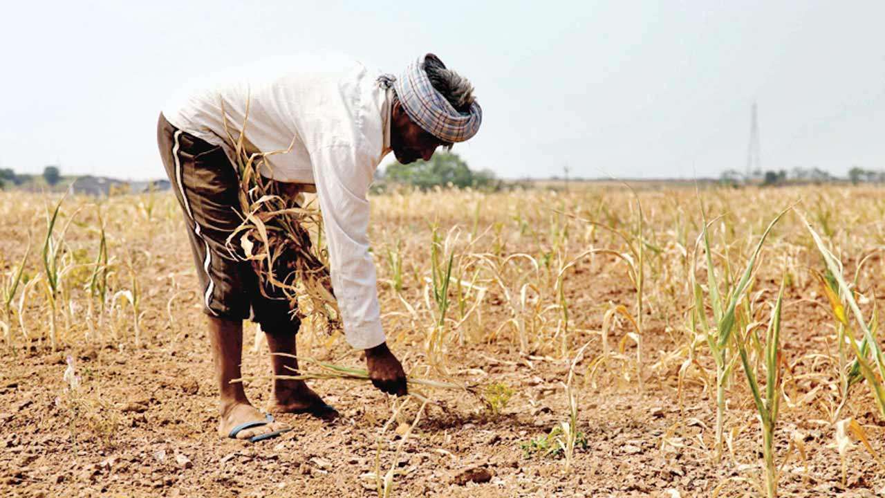 Gujarat may push farmers towards cash crops if rain plays truant