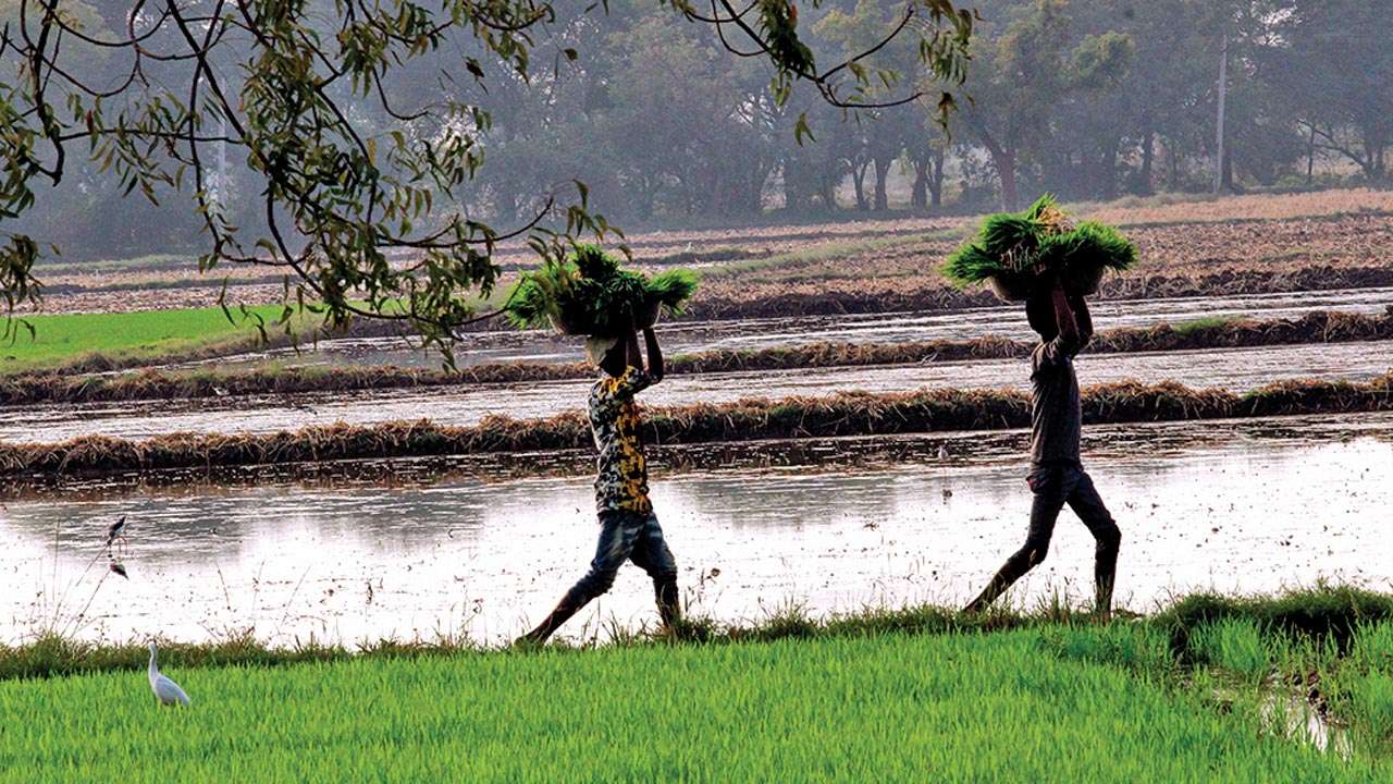 agricultural-activities-get-momentum-in-maharashtra