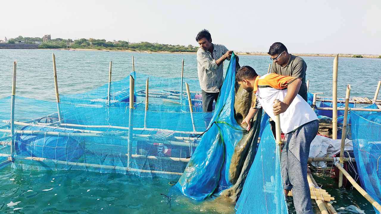 ON PLEA TO STAY BAN ON USE OF PURSE SEINE NETS FOR FISHING IN