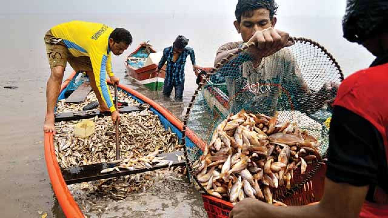 Промыслы в океане. Рыболовство в Индии. Рыболовство в Эквадоре. Рыба в Индии. Рыболовство в индийском океане.