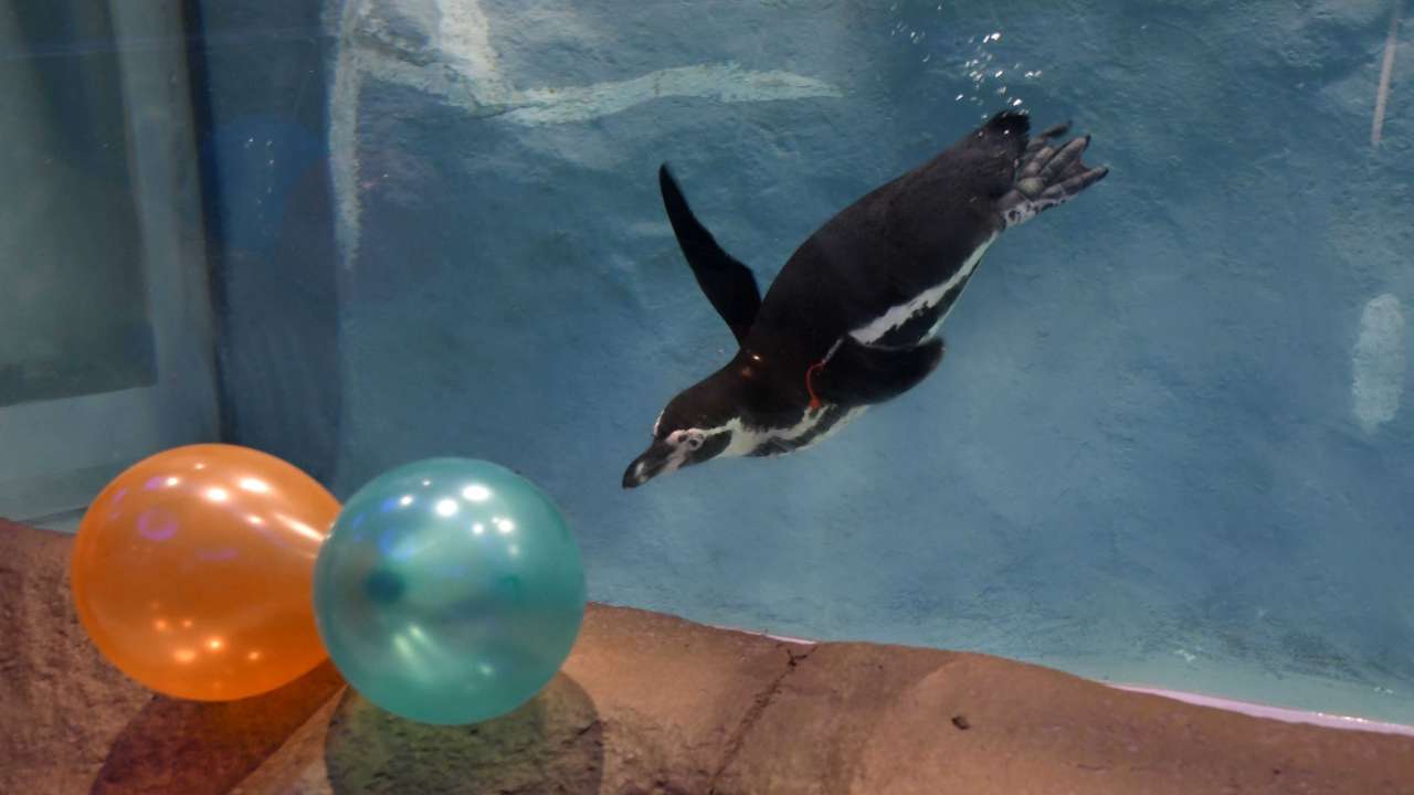 Swimming for the balloon