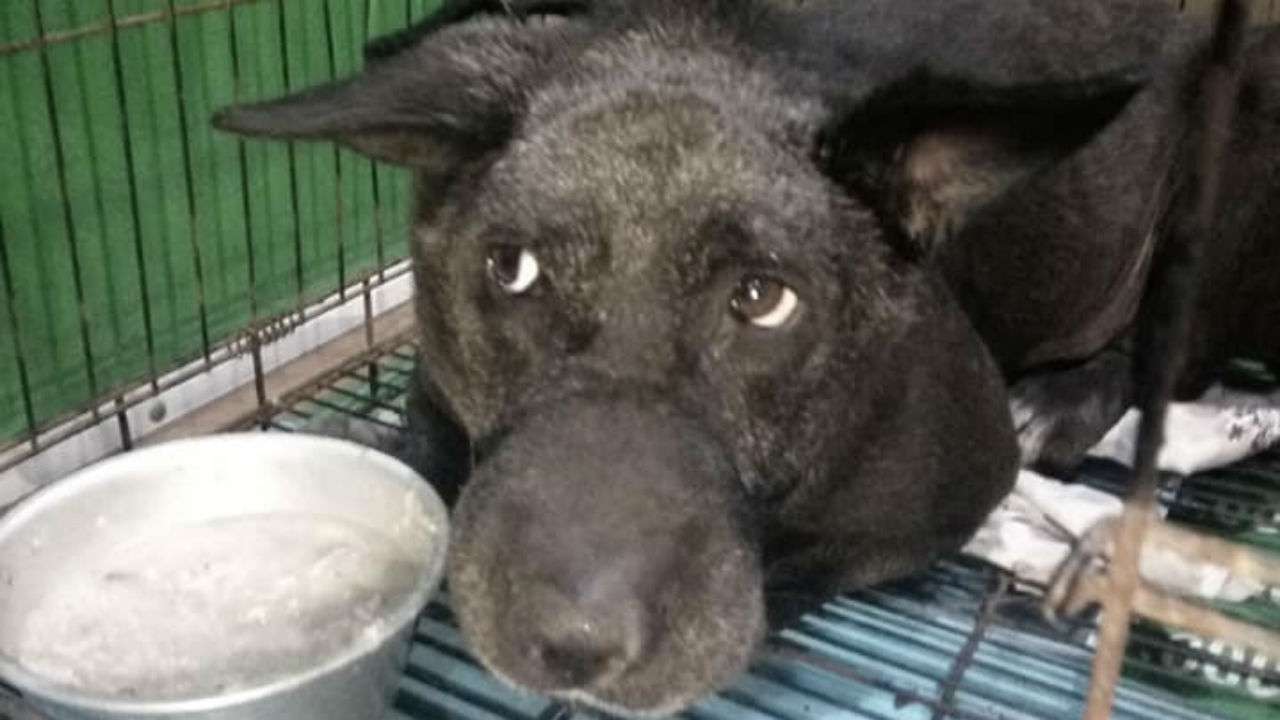 what happens when a dog dies of heart failure