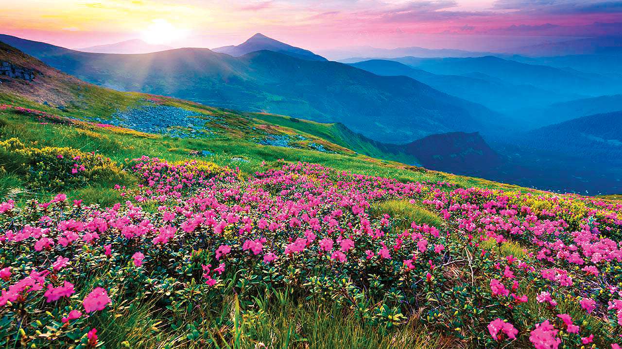 Valley Of Flowers National Park