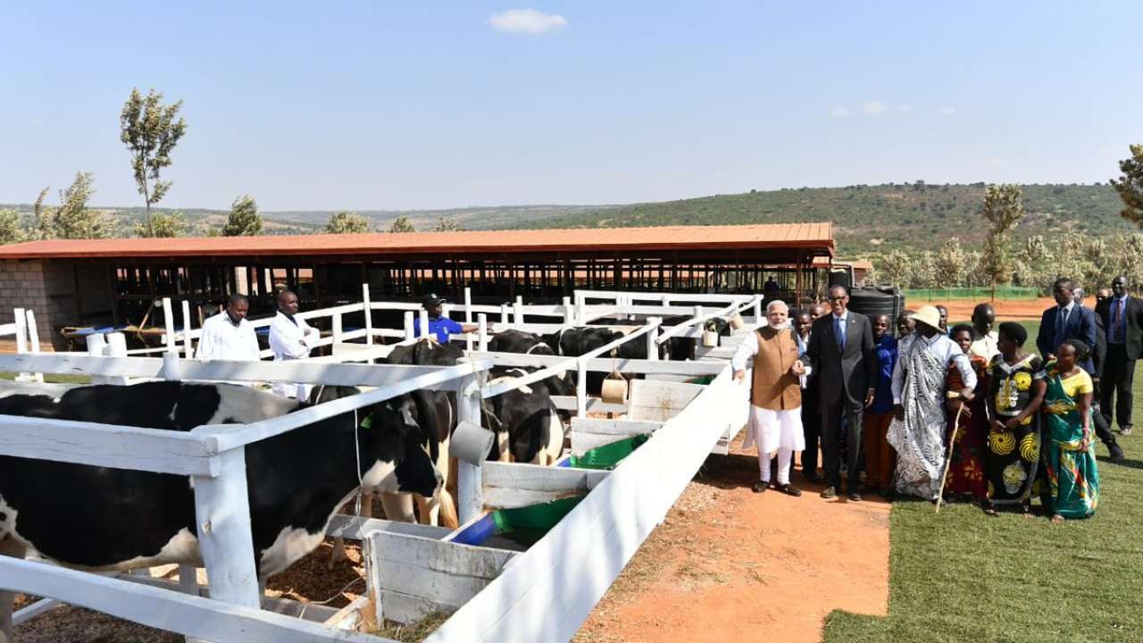 PM Modi gifts 200 cows to Rwanda