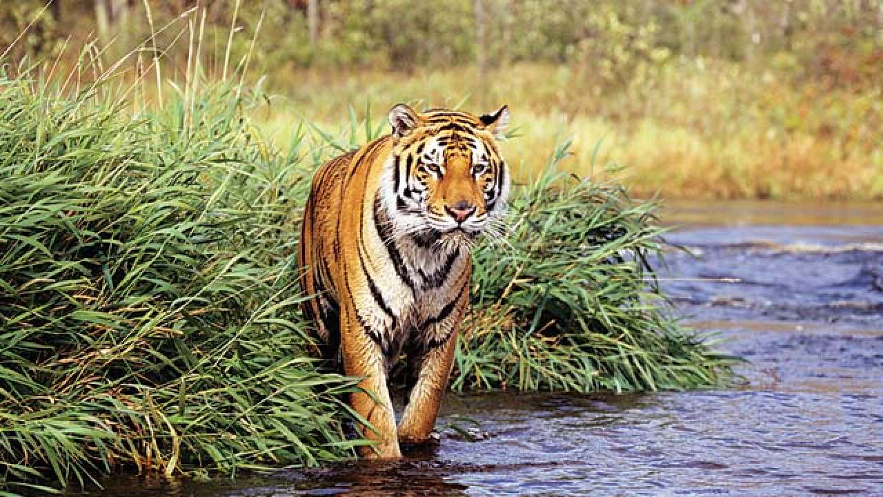 stop-tourism-in-tiger-parks-during-rains-project-tiger-chief-anup